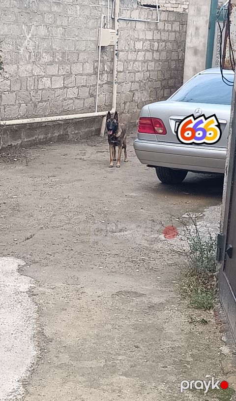 Belçika çoban iti, 8 ay, Dişi — Digah