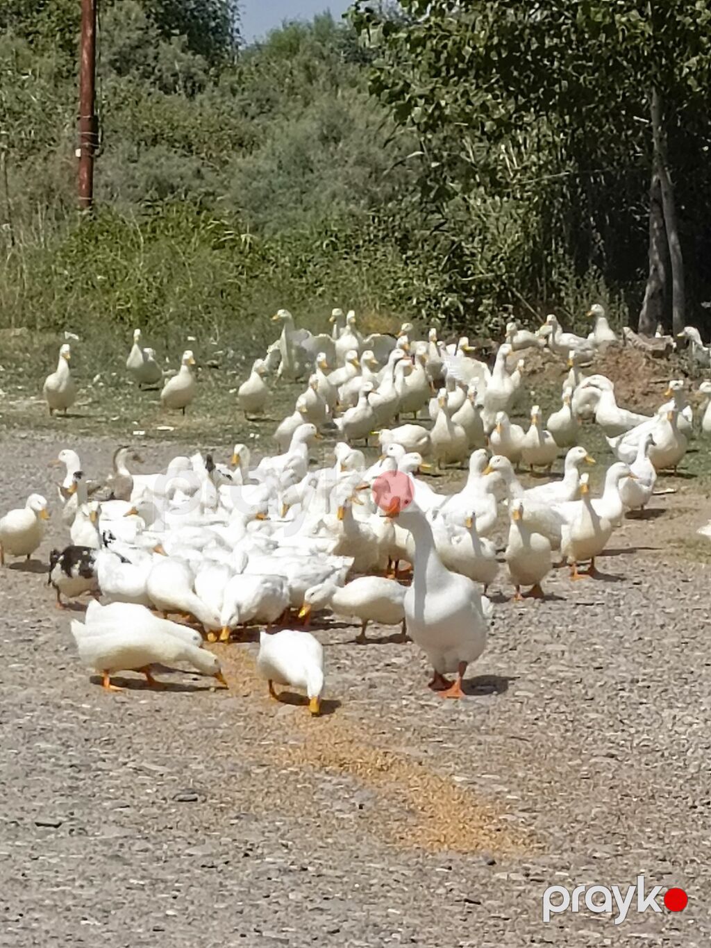 Məhsul: Ağ qaz sürüsü və qaz əti - Cins: Ağ yerli qaz (şəkillərdə — Digərləri, Sabirabad (3)