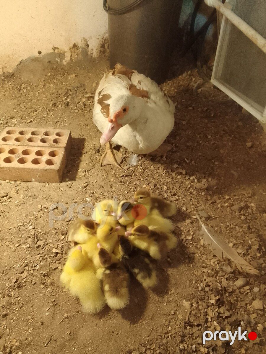 Ördək balaları — Quşlar, Bakı (3)