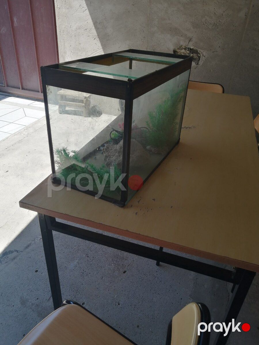 Akvarium — Akvariumlar və balıqlar, Bakı (6)
