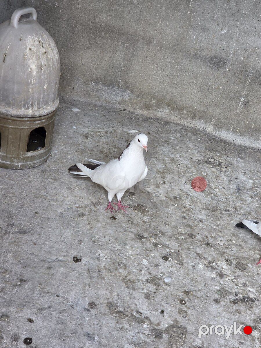 Göyərçin — Quşlar, Bakı (2)