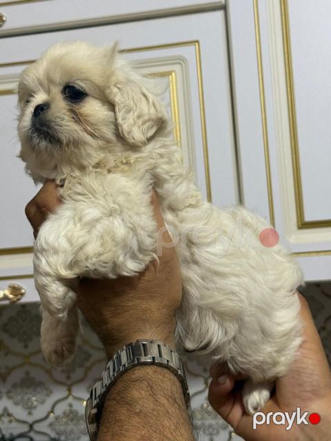Pekines — Bakı