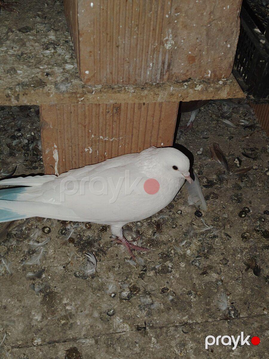 Göyərçinlər — Quşlar, Sumqayıt (4)