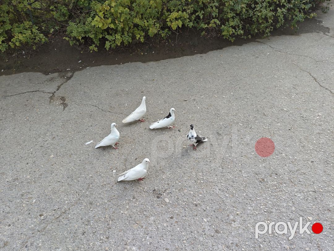 Göyərçinlər — Quşlar, Sumqayıt (3)