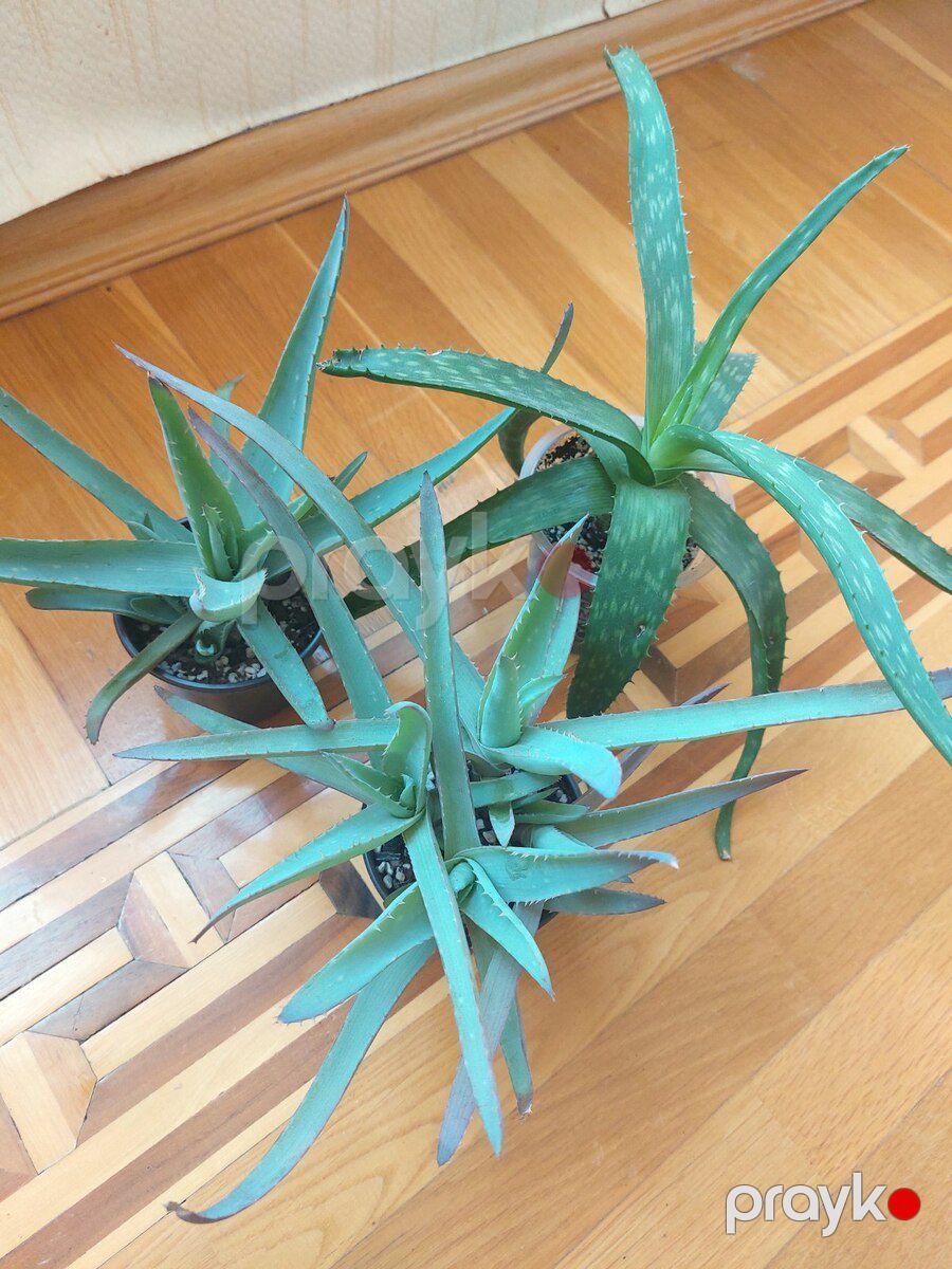 Aloe Vera — Bitkilər, Bakı (5)
