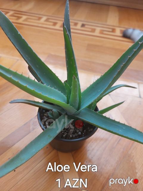 Aloe Vera — Bakı