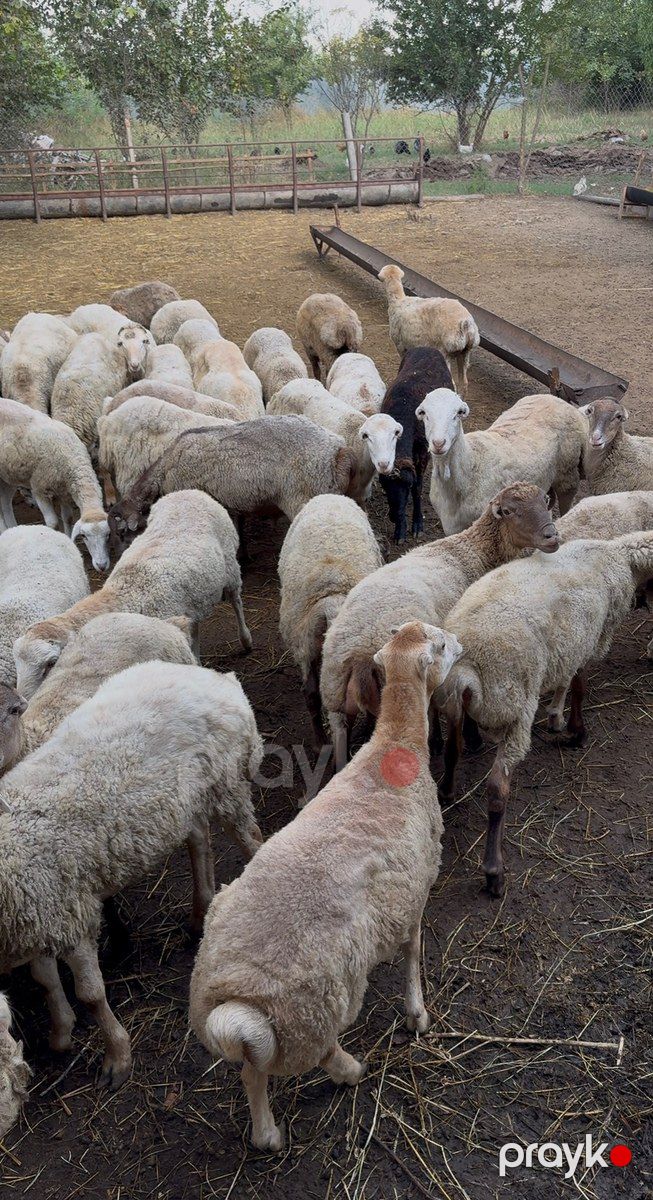 Qoyunlar — Kənd təsərrüfatı heyvanları, Kürdəmir (2)