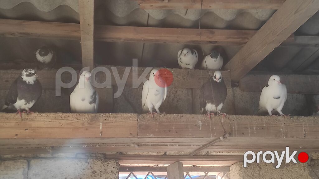 Göyərçinlər satılır .tərgidirəm deyə hamısın satıram 65 quşdu Qiymət — Göyərçin, Masazır (4)