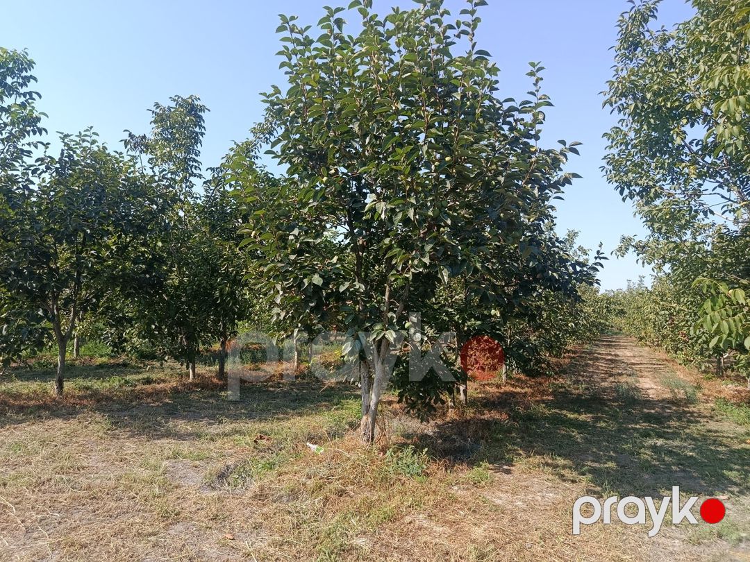 Satılır torpaq 181 sot — Torpaq, Göyçay (9)