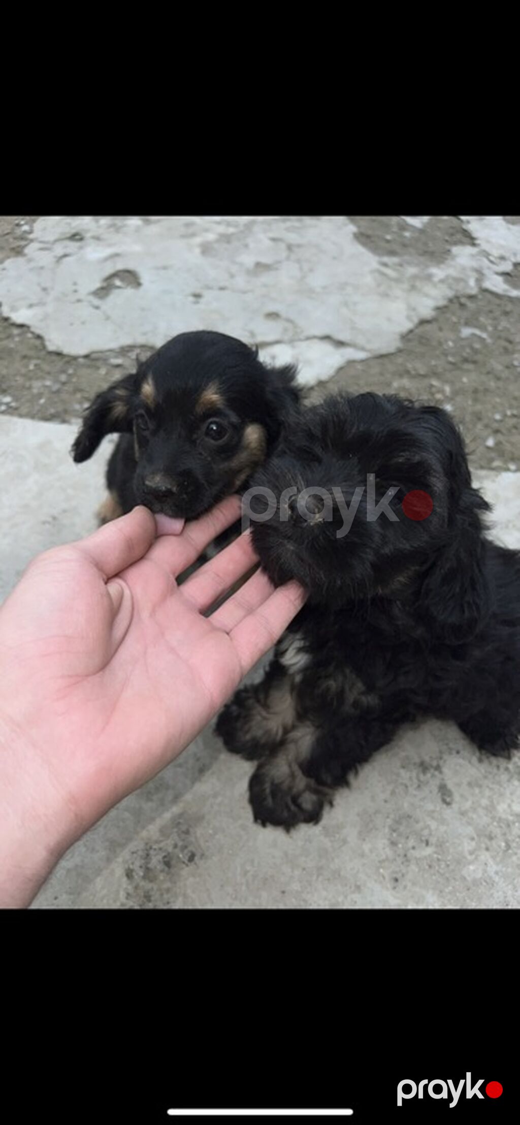 2 ay, Dişi, Ünvandan götürmə — Köpəklər, Saray (4)