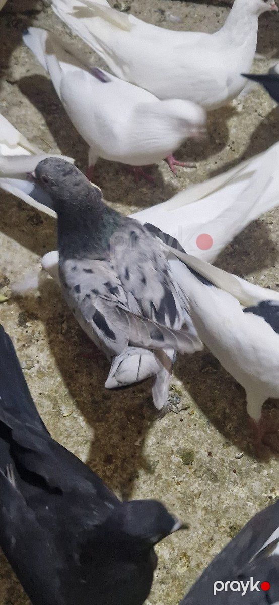 Göyərçinlər — Quşlar, Xırdalan (9)