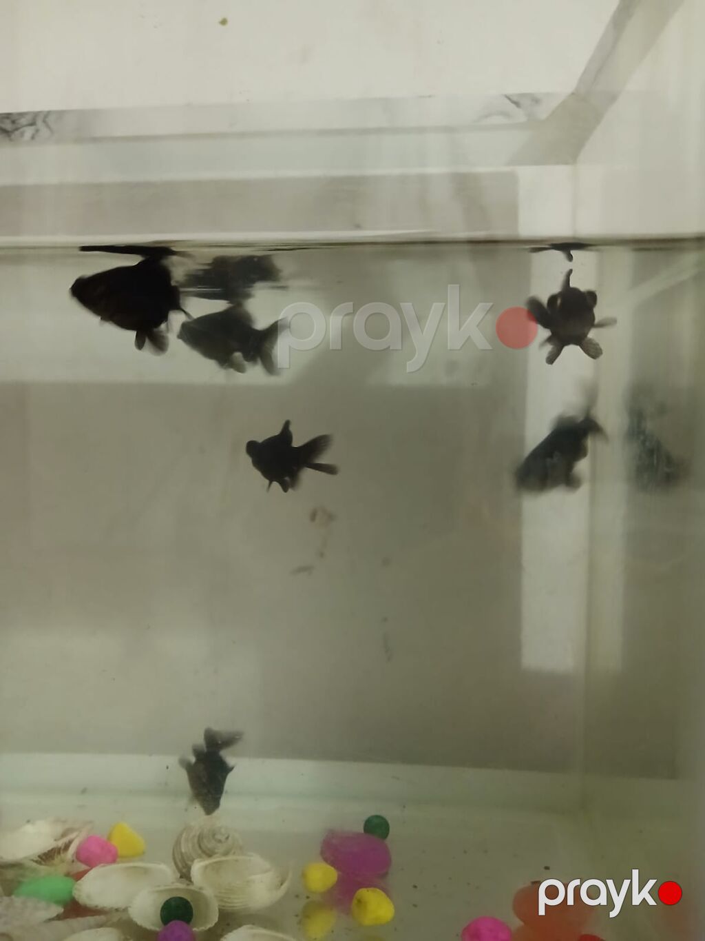 Qızıl balıq, Sülhsevər — Akvariumlar və balıqlar, Bakı (3)