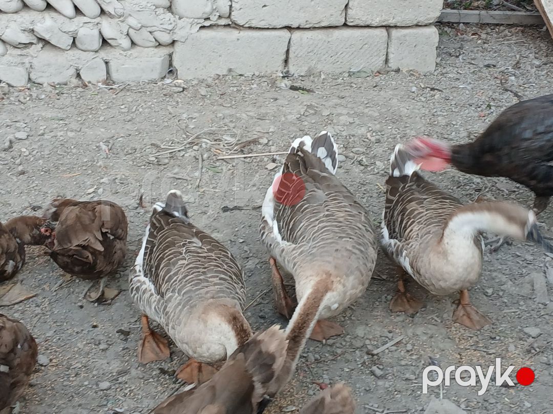 Kuban qazları — Quşlar, Göyçay (4)