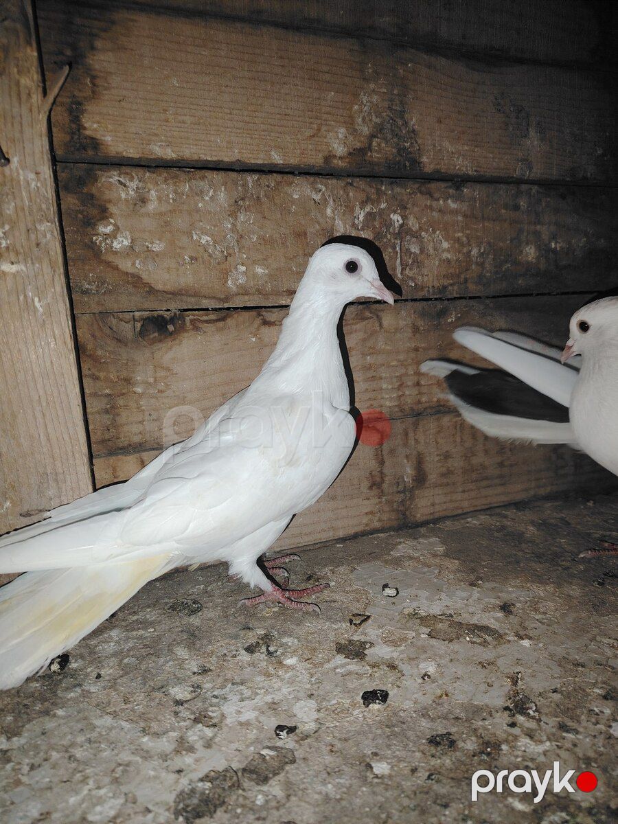 Göyərçinlər — Quşlar, Sumqayıt (8)