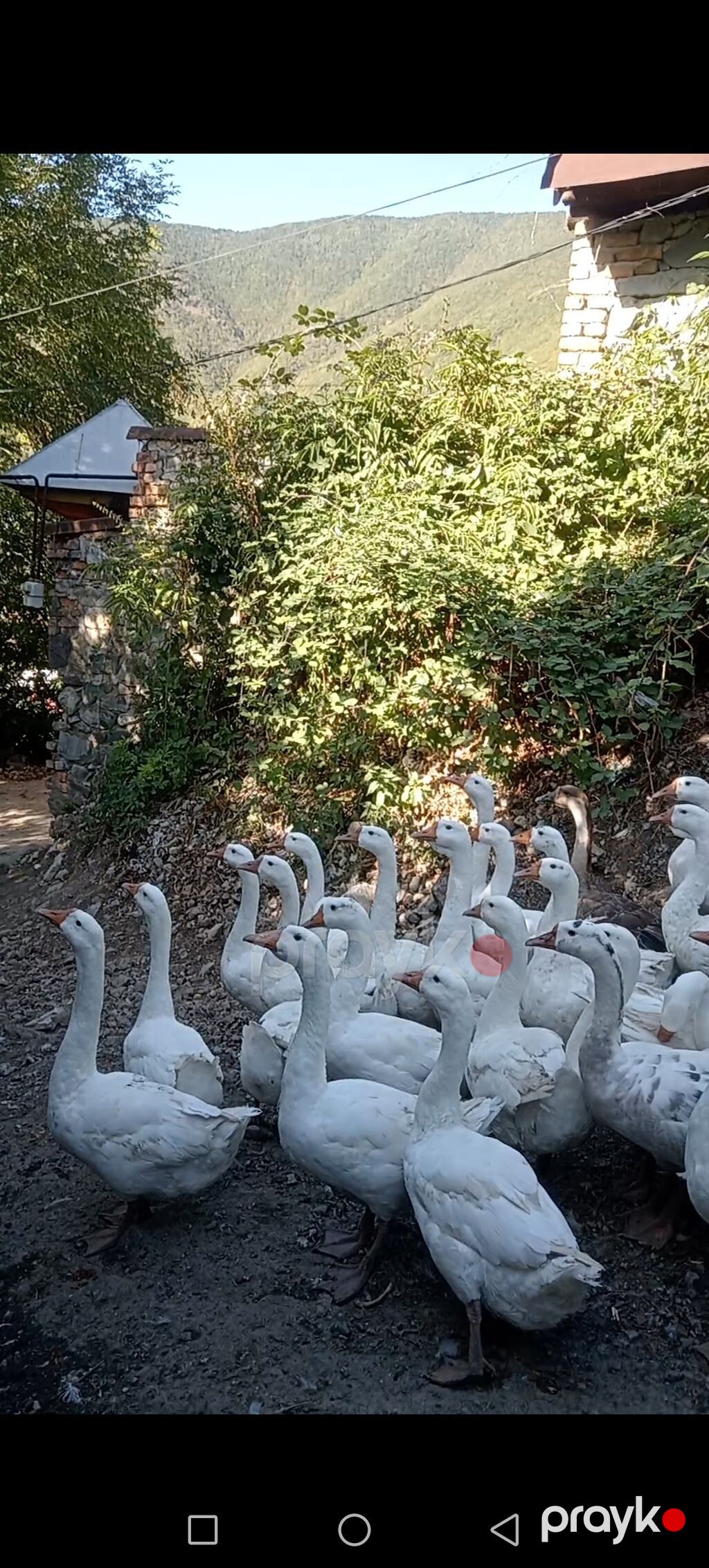 Salam 20 ədəd Linda qazlardır 5 aylıqdılar 4 kq çəkiləri var 25 — Digərləri, Şəki (3)