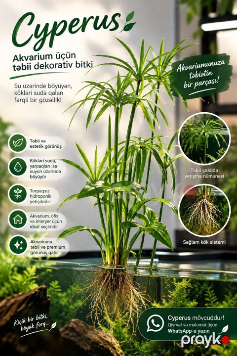 Hidroponik akvarium bitkiləri satılır — çox münasib qiymətə — Bakı