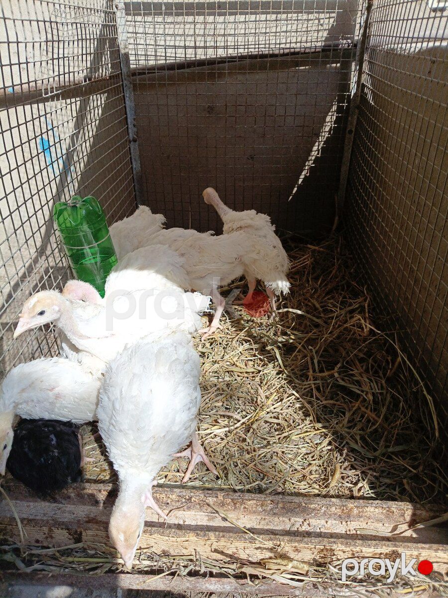 Hinduşka balaları — Quşlar, Bakı (2)