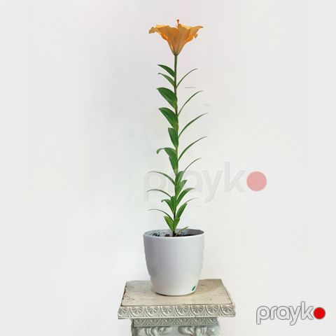 Liliya sarı — Bakı