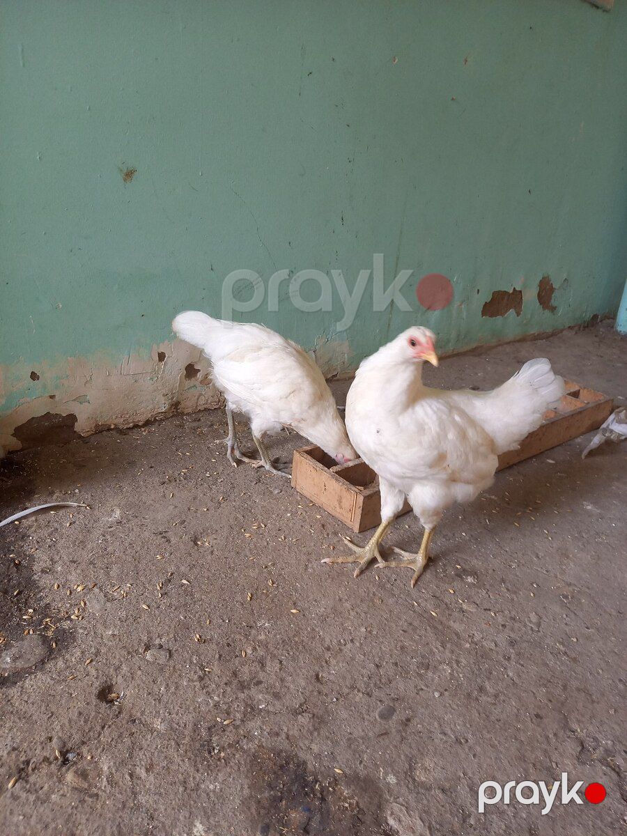 Avstralorp fərələri — Quşlar, Bakı (4)