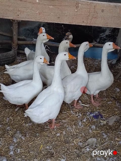Məhsul: Ağ qazlar (qrup halında) Təsvir: - Ağ lələklı, narıncı dimdik — Sabirabad