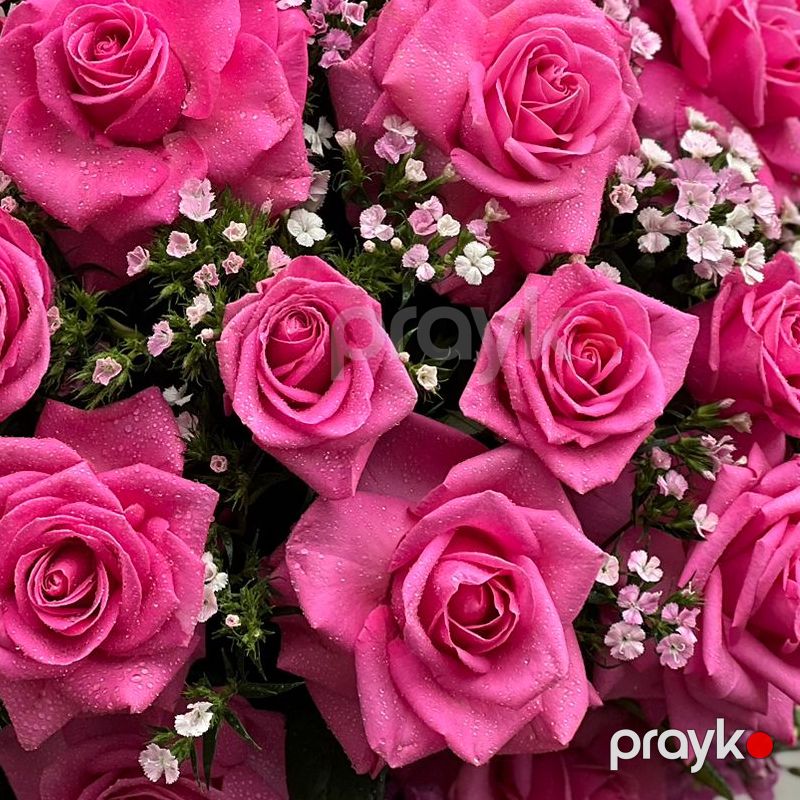 Çəhrayı Qızılgüllər - code:5071 — Bitkilər, Bakı (5)