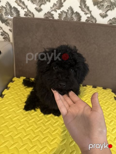 Pudel, 4 ay, Erkək, Sənədli, Ünvandan götürmə — Bakı