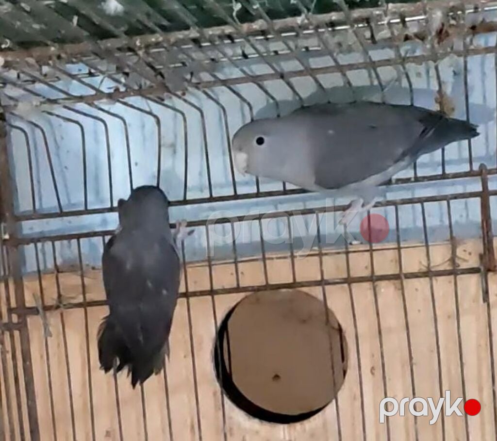 Varabinniy papuqay sərçə tutu quşu deyilir dünyanın ən balaca papuqayı — Tutyun papağayı, Digah (3)