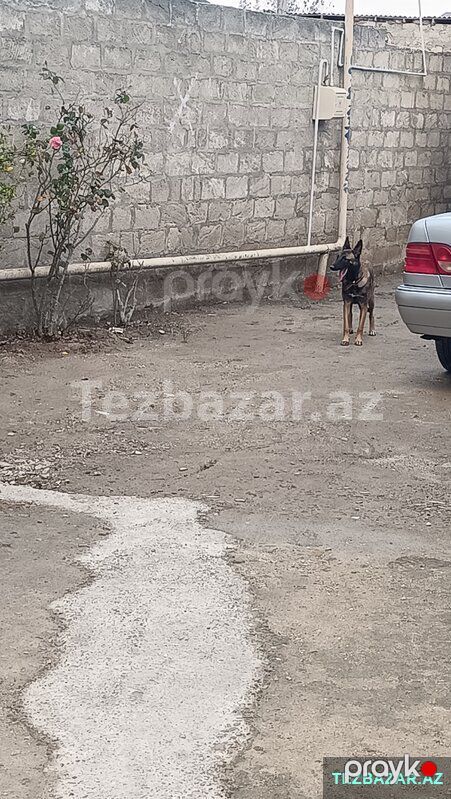 Belçika malinois afçarkası satıram 8 aylıqdır dişidir — Köpəklər, Bakı (4)