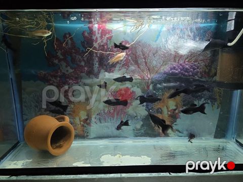 Qara Molly — Black Molly Satılır Akvarium üçün aktiv, dekorativ və — Bakı