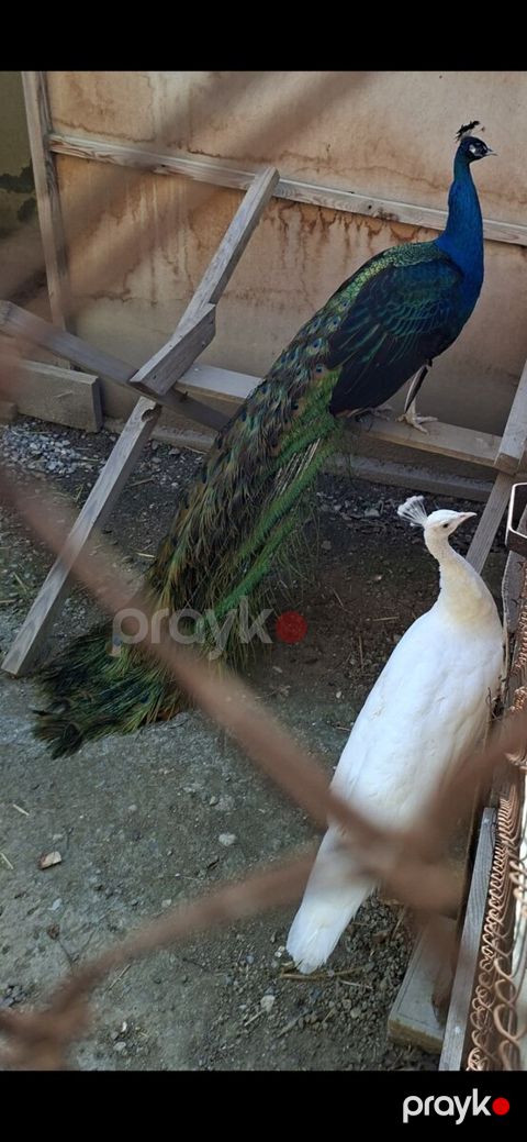 Tovuz quşu — Bakı