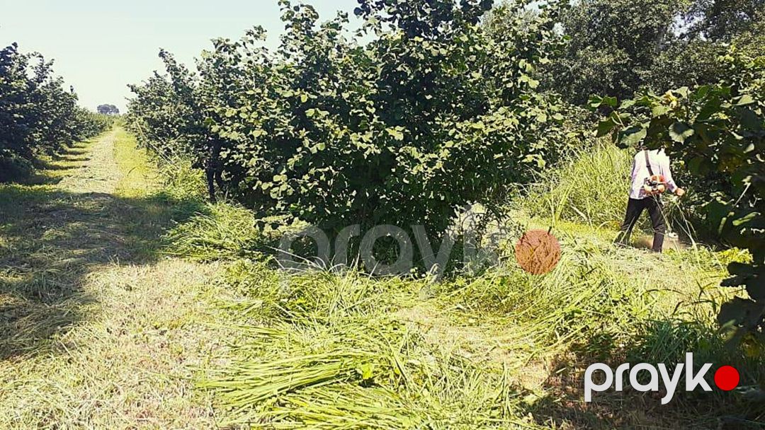 223.4 sot torpaq sahəsi, Qusar r — Torpaq, Qusar (9)