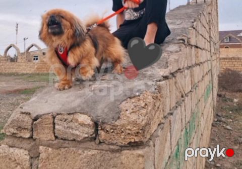 Pekines — Gəncə