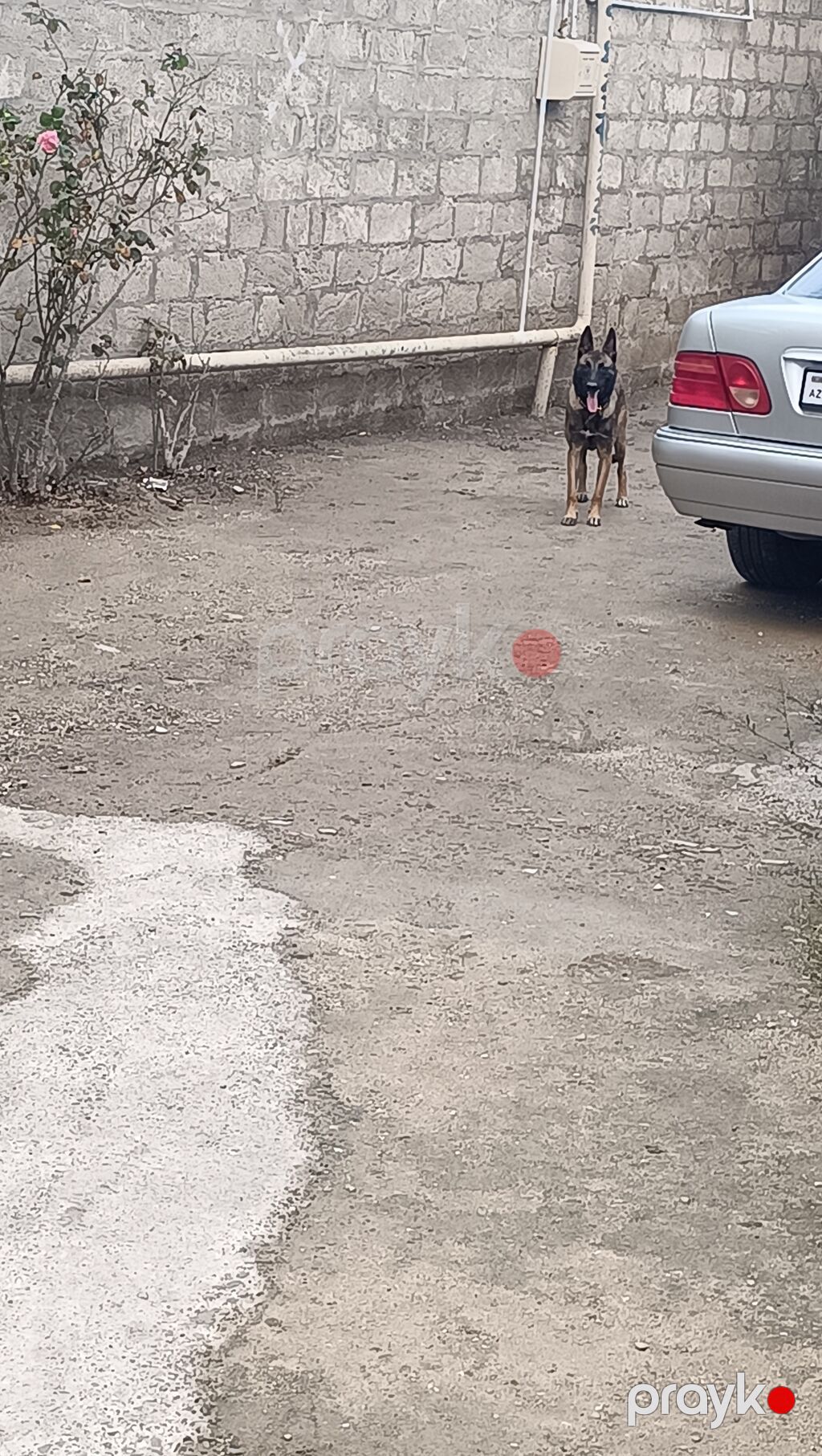 Belçika çoban iti, 8 ay, Dişi — Köpəklər, Digah (6)