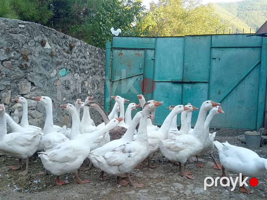 Salam 20 ədəd Linda qazlardır 5 aylıqdılar 4 kq çəkiləri var 25 — Digərləri, Şəki (2)