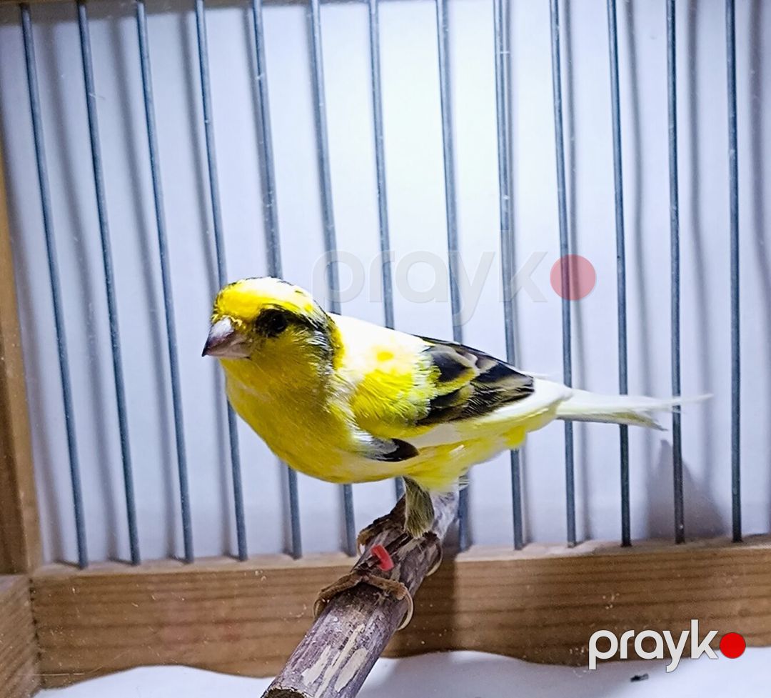 Bülbül — Quşlar, Bakı (2)