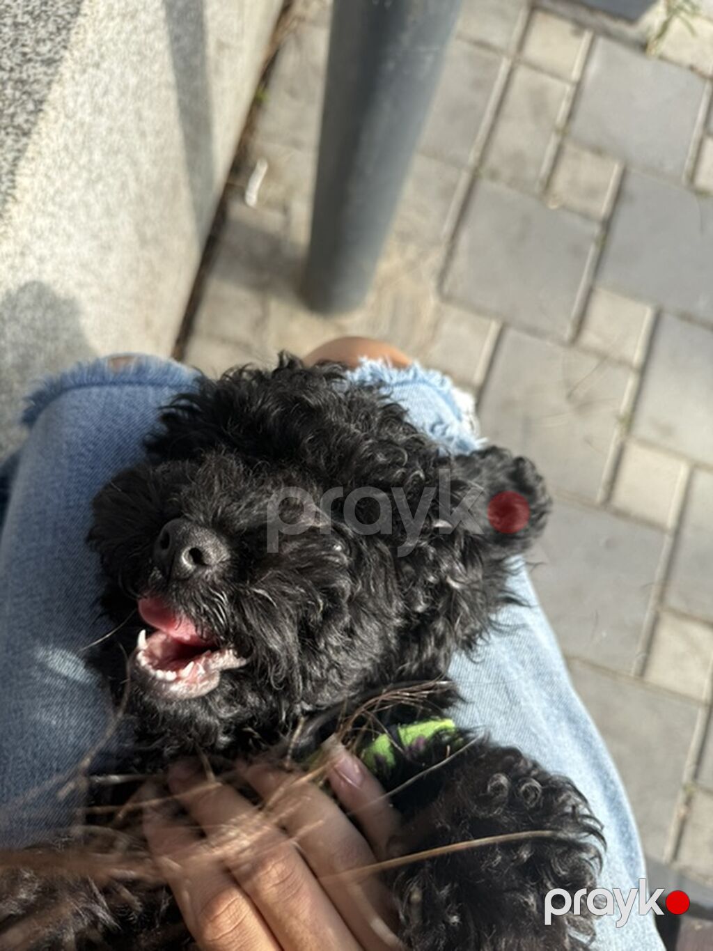 Pudel, 4 ay, Erkək, Sənədli, Ünvandan götürmə — Köpəklər, Bakı (3)