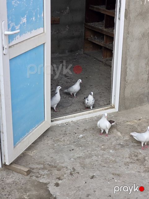 Göyərçin — Bakı