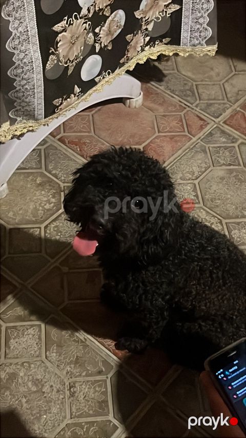 Toy Pudel — Bakı