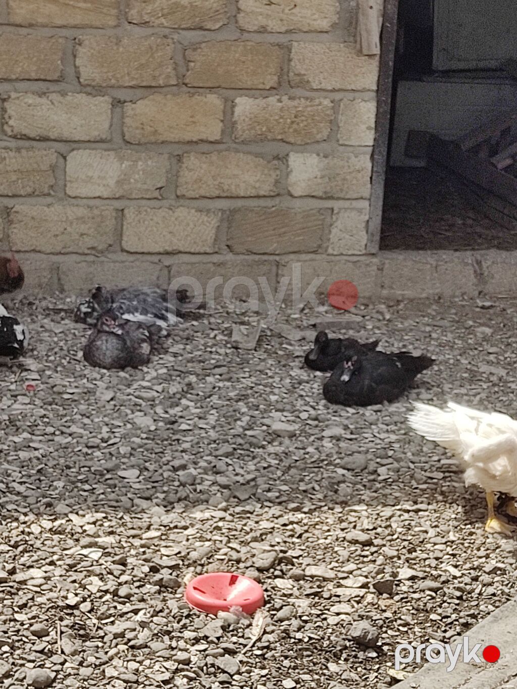 Saglam ve yumurtaya hazir fereler ve mayali xoruzdar hamisi bir yerden — Digərləri, Ağcabədi (2)