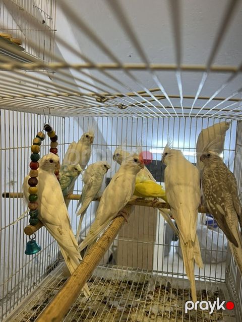 Ag yanaqsiz albinos korellalar,bala,cavan hazir,cutler de var,qiymet — Bakı