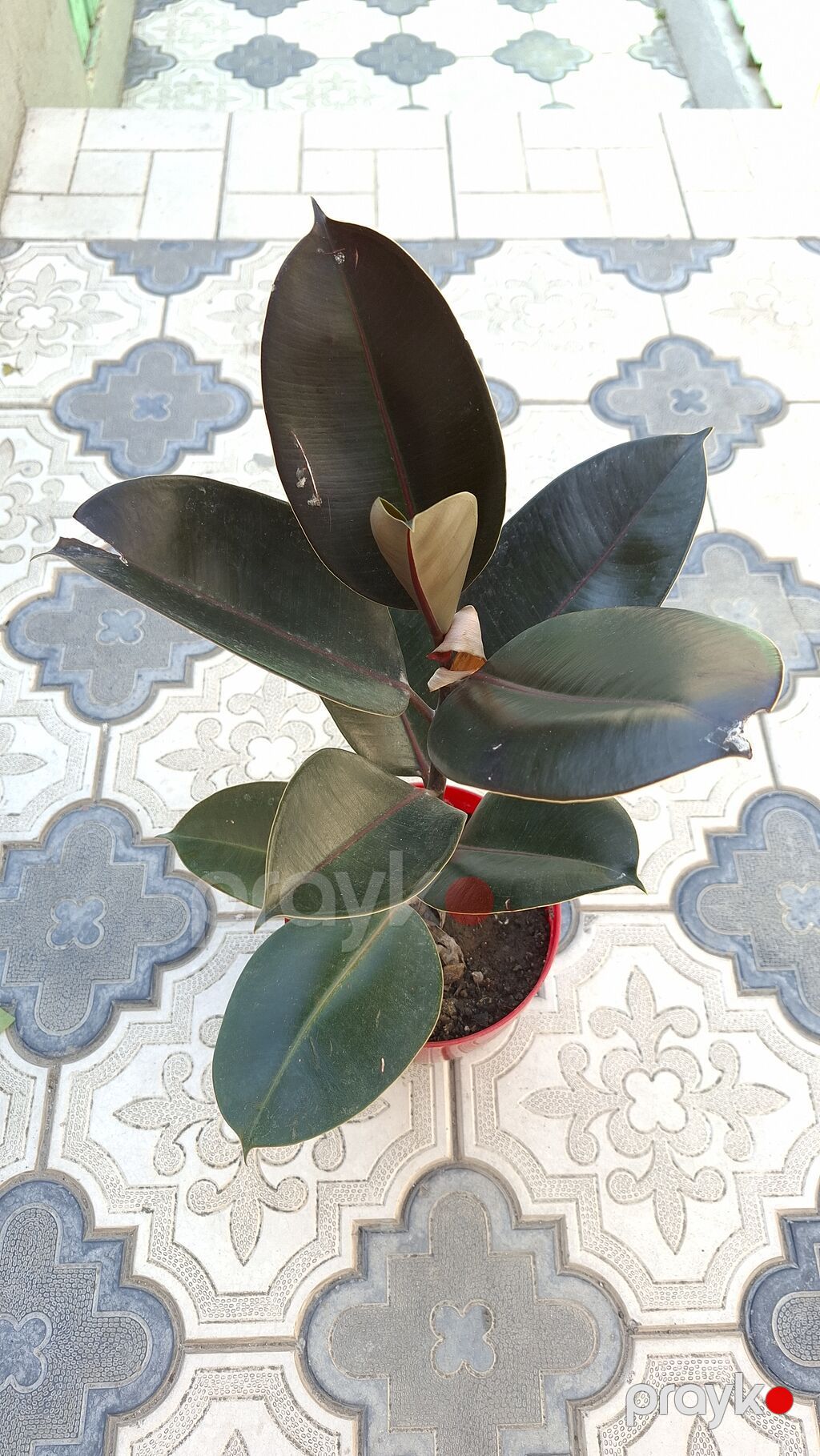 Otaq bitkiləri dəsti – ağ saksılarda - Syngonium (ok yarpaqlı — Qapı bitkələri, Bakı (8)