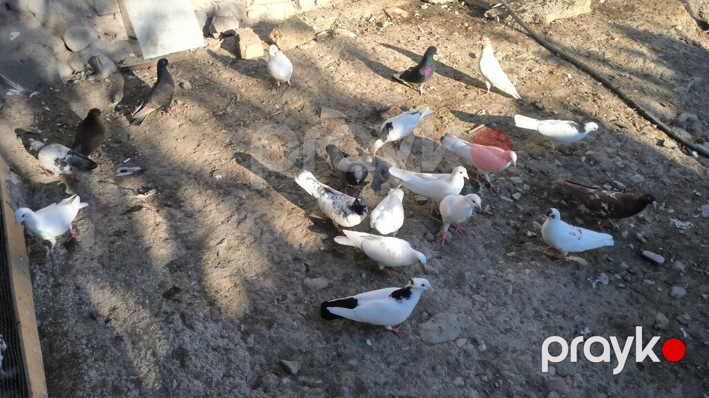 Quşlar satilir kom 4 manatdan tək tək hərəsinin öz qiyməti var fikri — Göyərçin, Şəki (3)