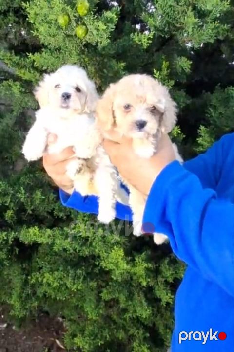 Maltipoo balaları — Bakı