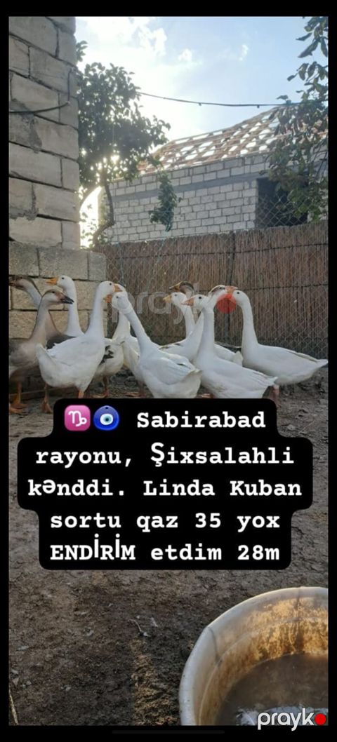 Məhsul: Linda Kuban cinsi qazlar Təsvir: - Cins: Linda Kuban — Şirvan