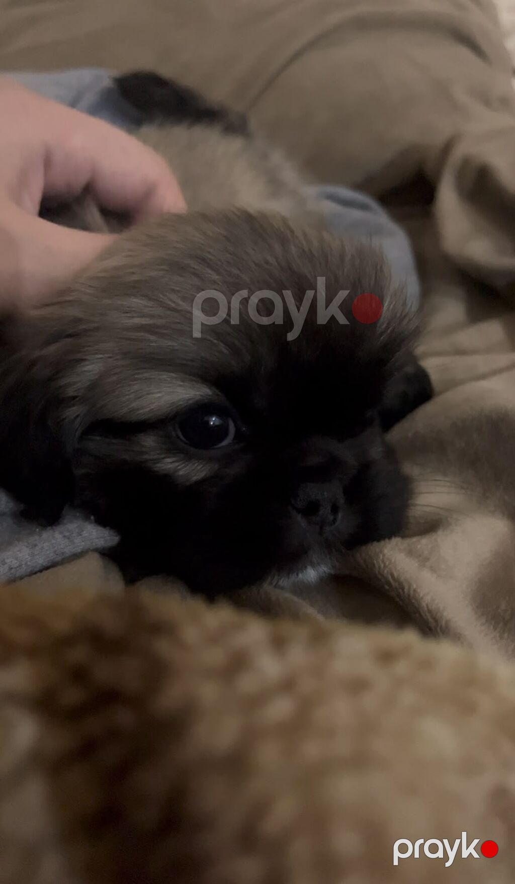 Pekines, 1 ay, Dişi — Köpəklər, Xırdalan (3)