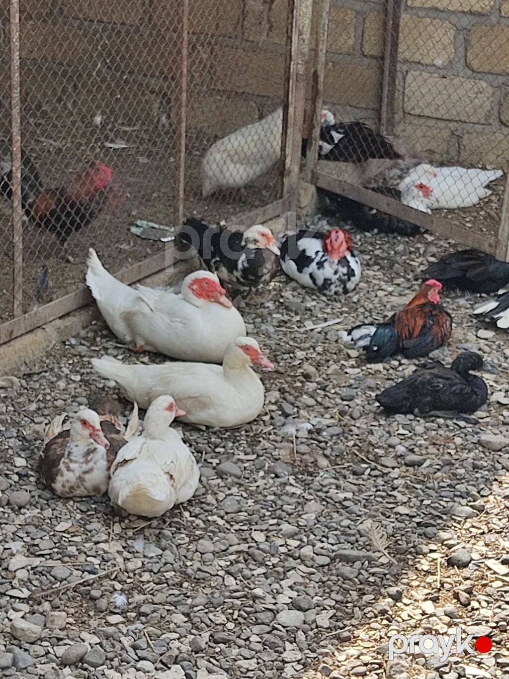 Saglam ve yumurtaya hazir fereler ve mayali xoruzdar hamisi bir yerden — Digərləri, Ağcabədi (3)