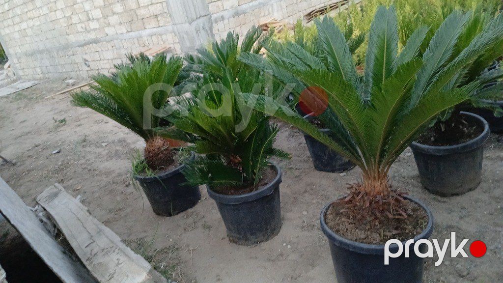 Sekas — Bitkilər, Bakı (5)