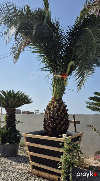 Finik palması — Bitkilər, Bakı (4)