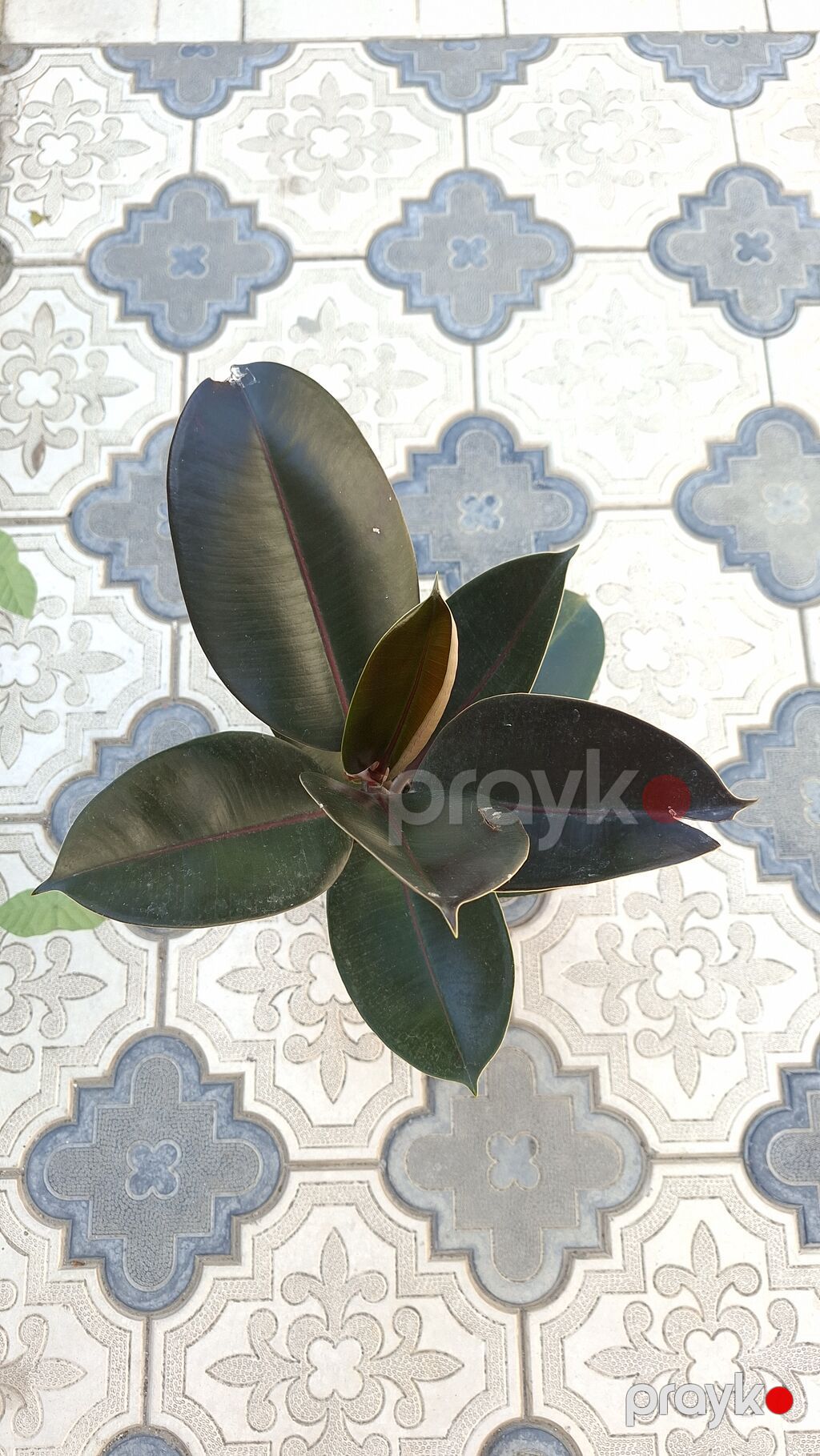 Otaq bitkiləri dəsti – ağ saksılarda - Syngonium (ok yarpaqlı — Qapı bitkələri, Bakı (7)