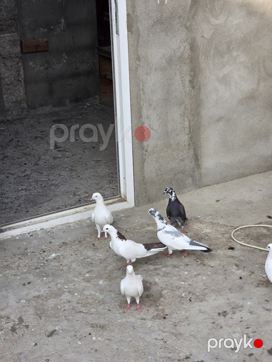 Göyərçin — Quşlar, Bakı (5)